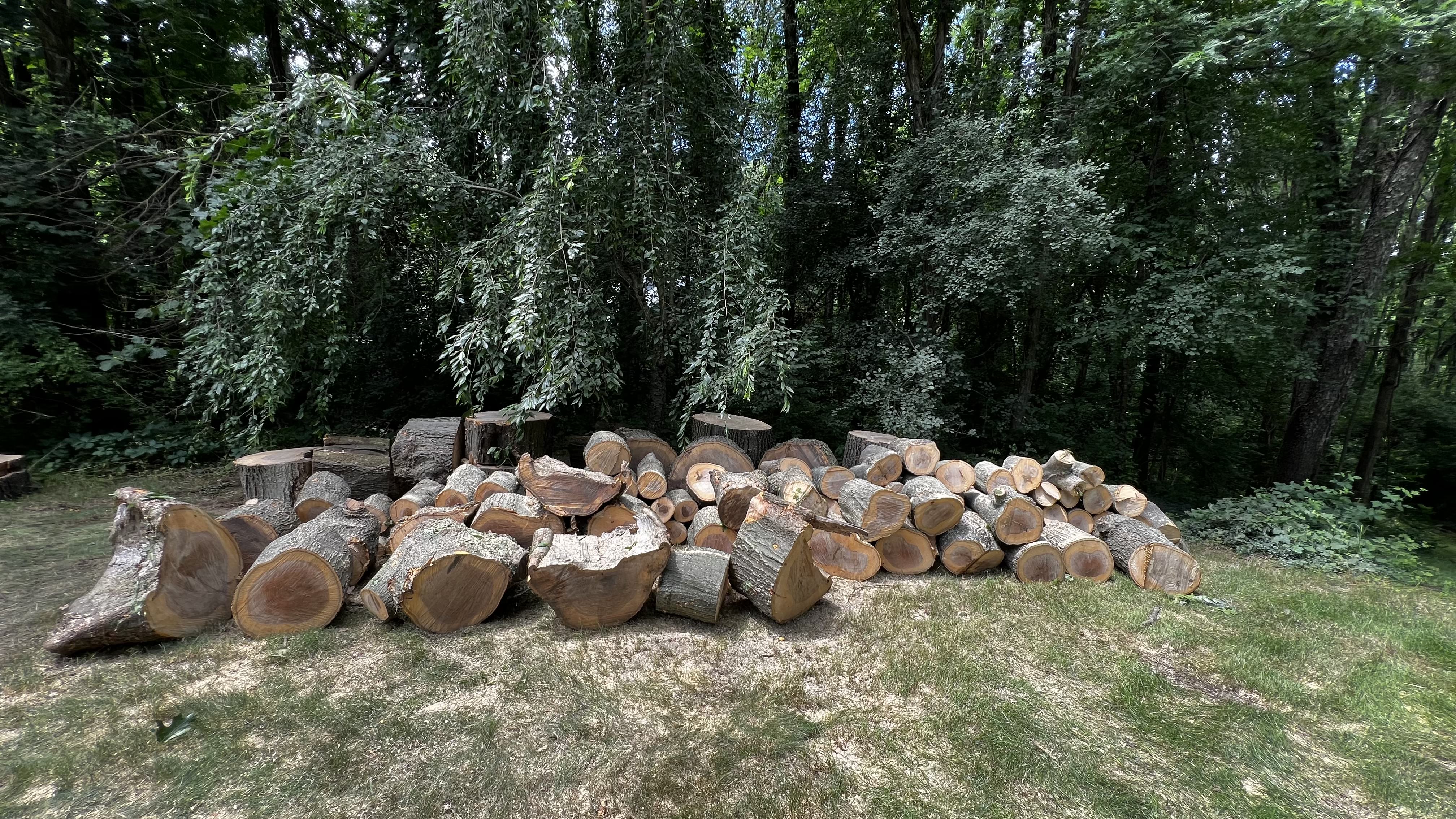 Can I Use My Tree As Firewood?