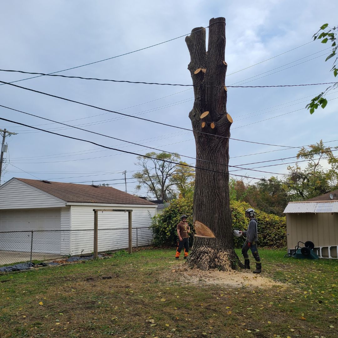 Tree Removal Services