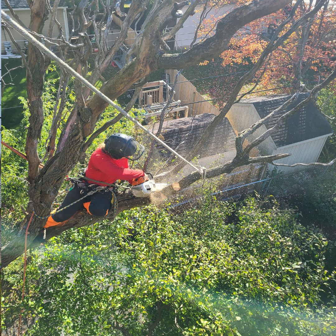 Tree Pruning Services